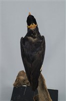 九官藏品圖，第13張